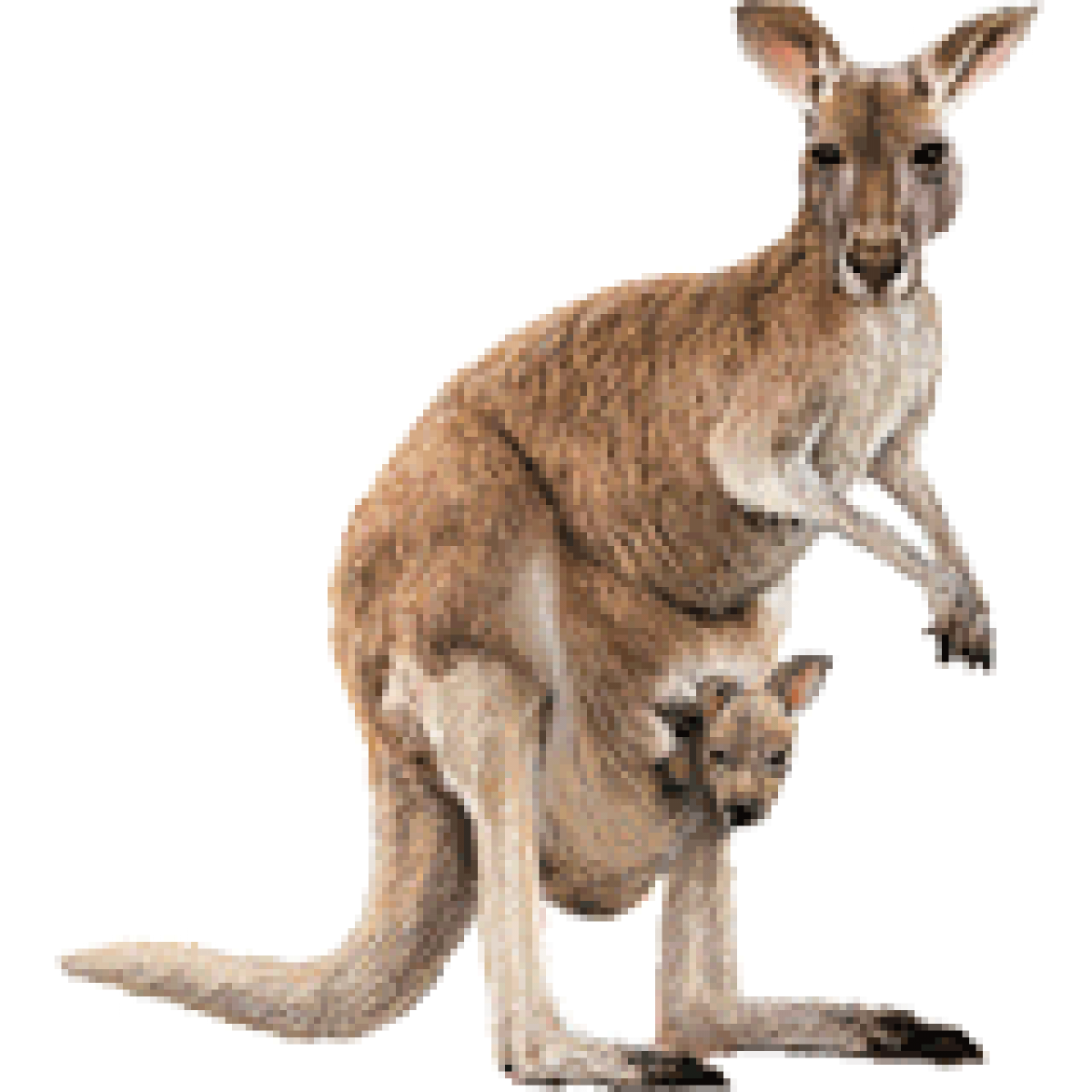 Australia Kangaroo Transparent Image