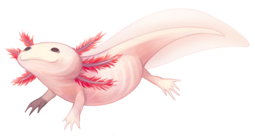 Axolotl PNG Background