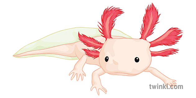 Axolotl PNG Images HD