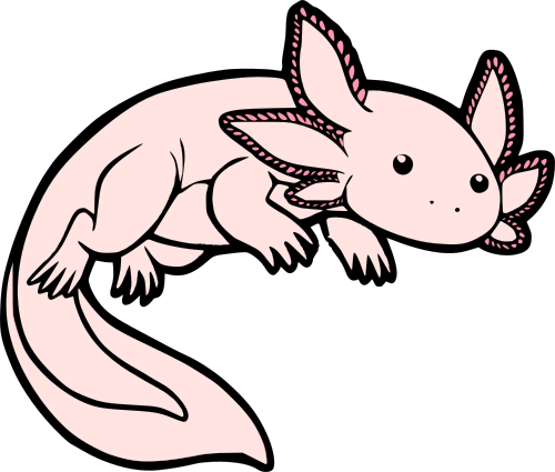 Axolotl Transparent File