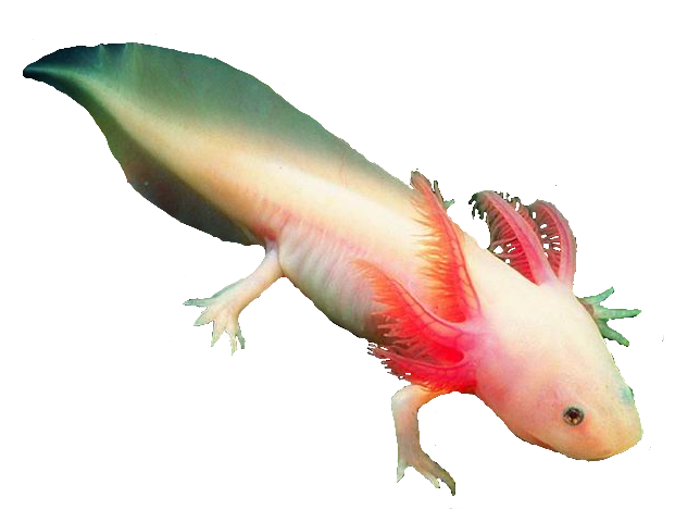 Axolotl Transparent Images