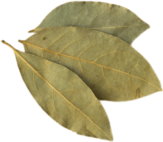 Bay Leaves PNG Clipart Background