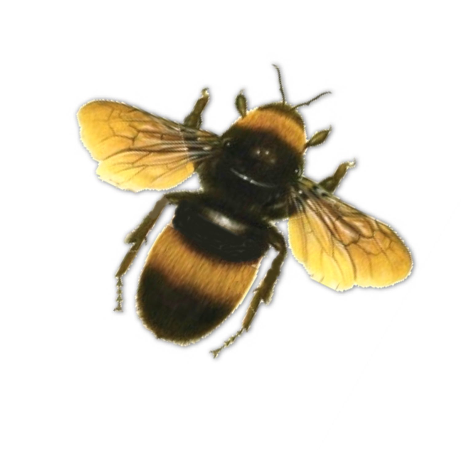 Bee PNG Photo Image