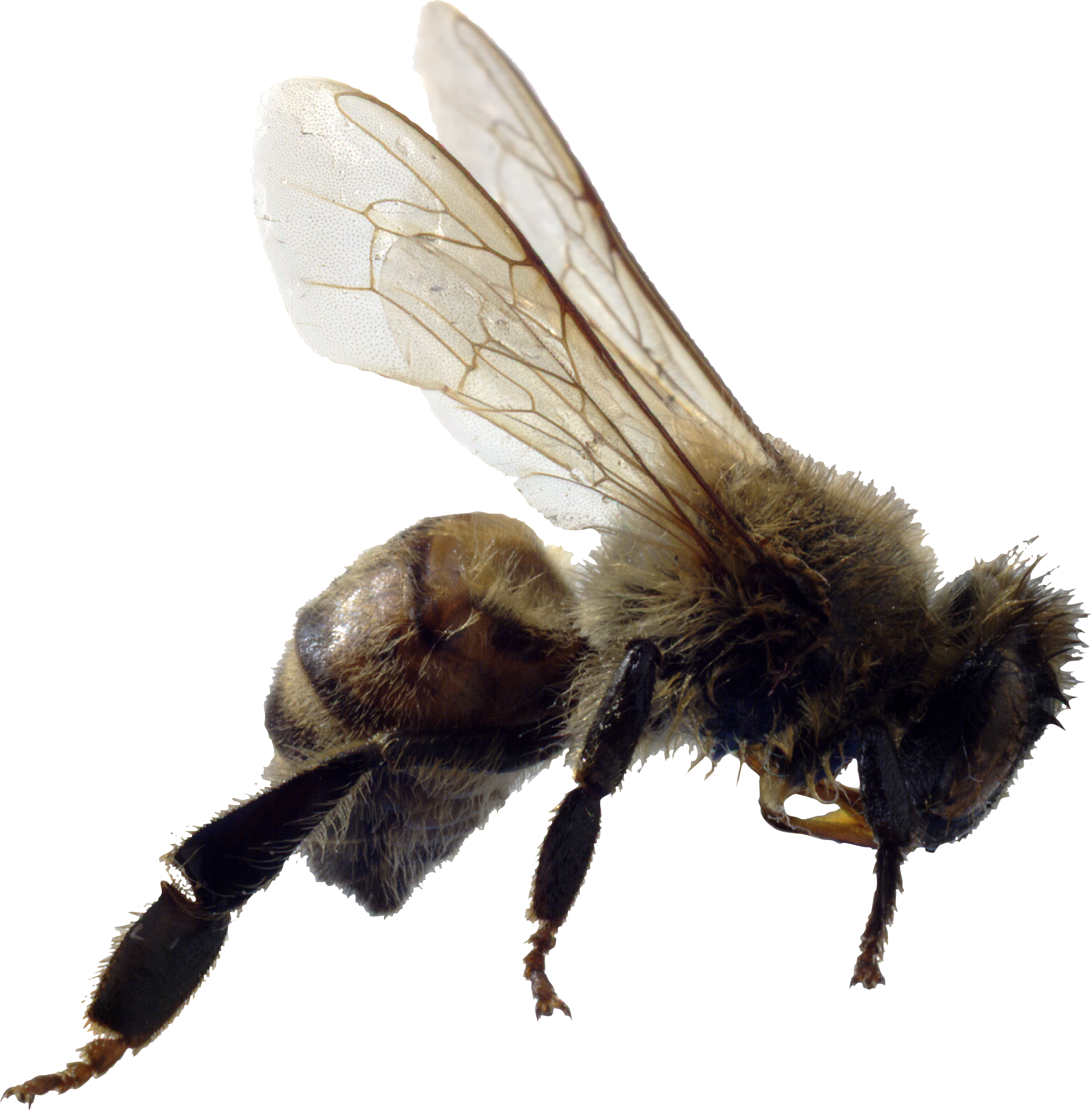 Bee Transparent File