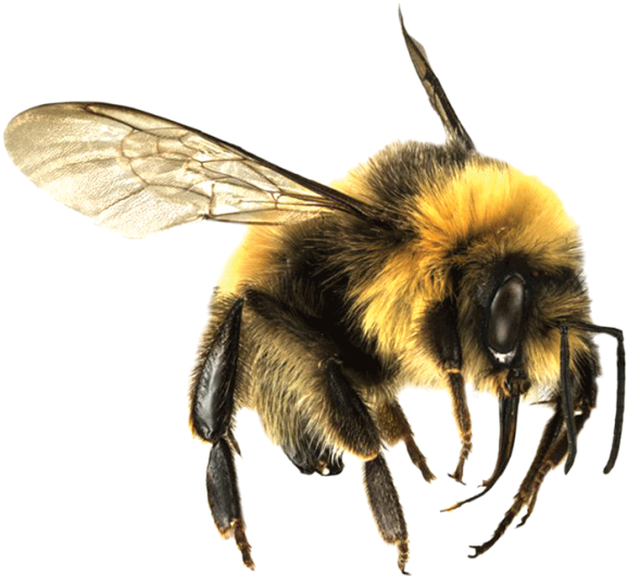 Bee Transparent Free PNG