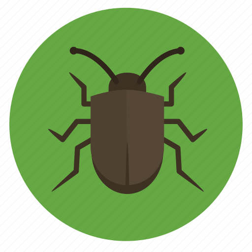 Beetle Insect Background PNG Image