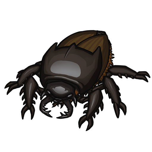 Beetle Insect PNG Background