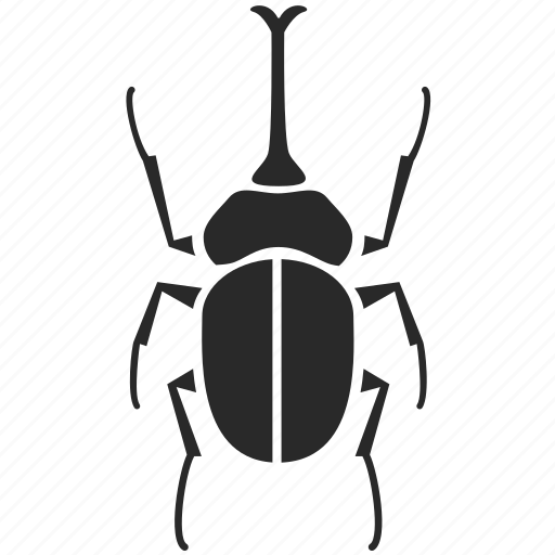 Beetle Insect PNG HD Quality