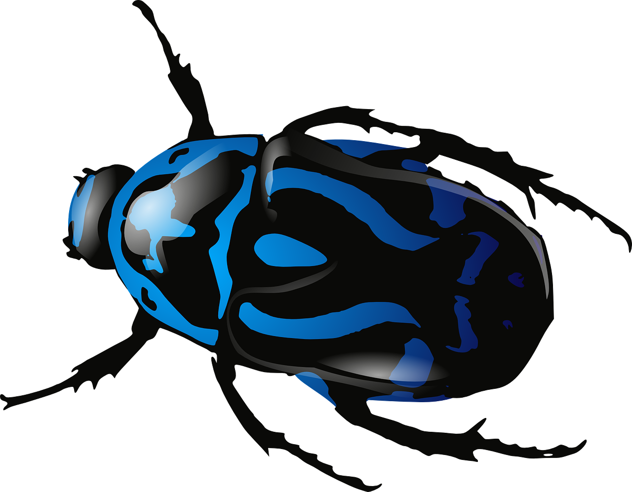Beetle Insect PNG Photos