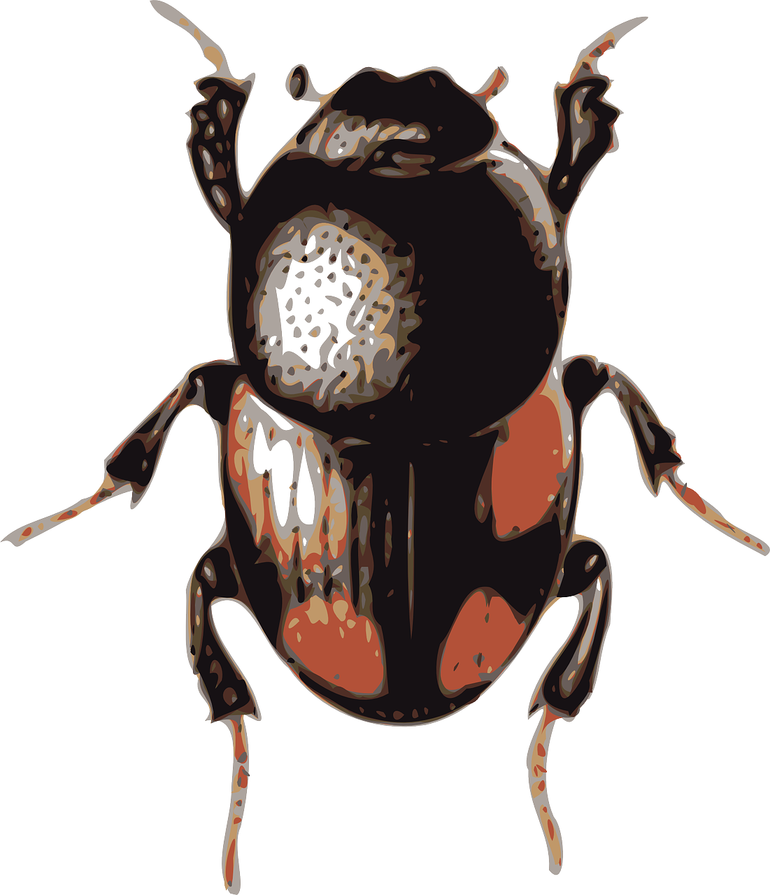 Beetle Insect Transparent File