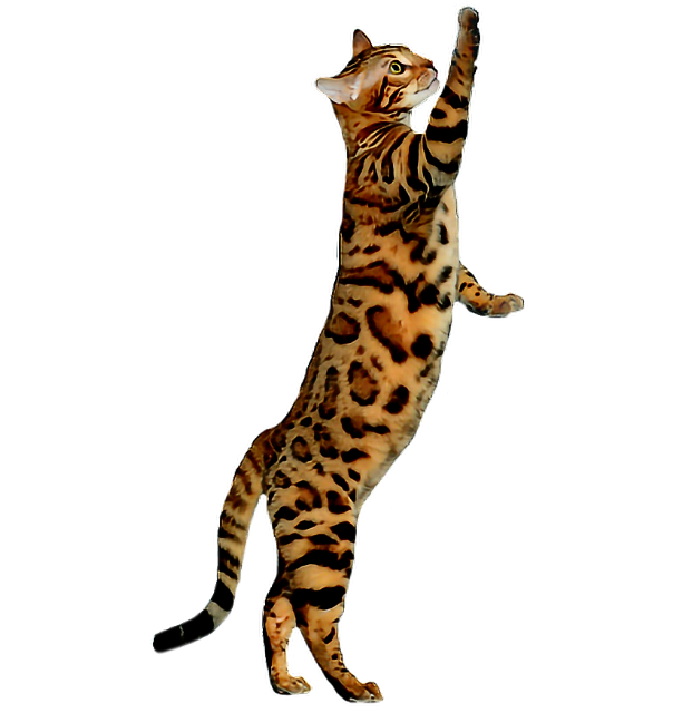 Bengal Cats Background PNG Image