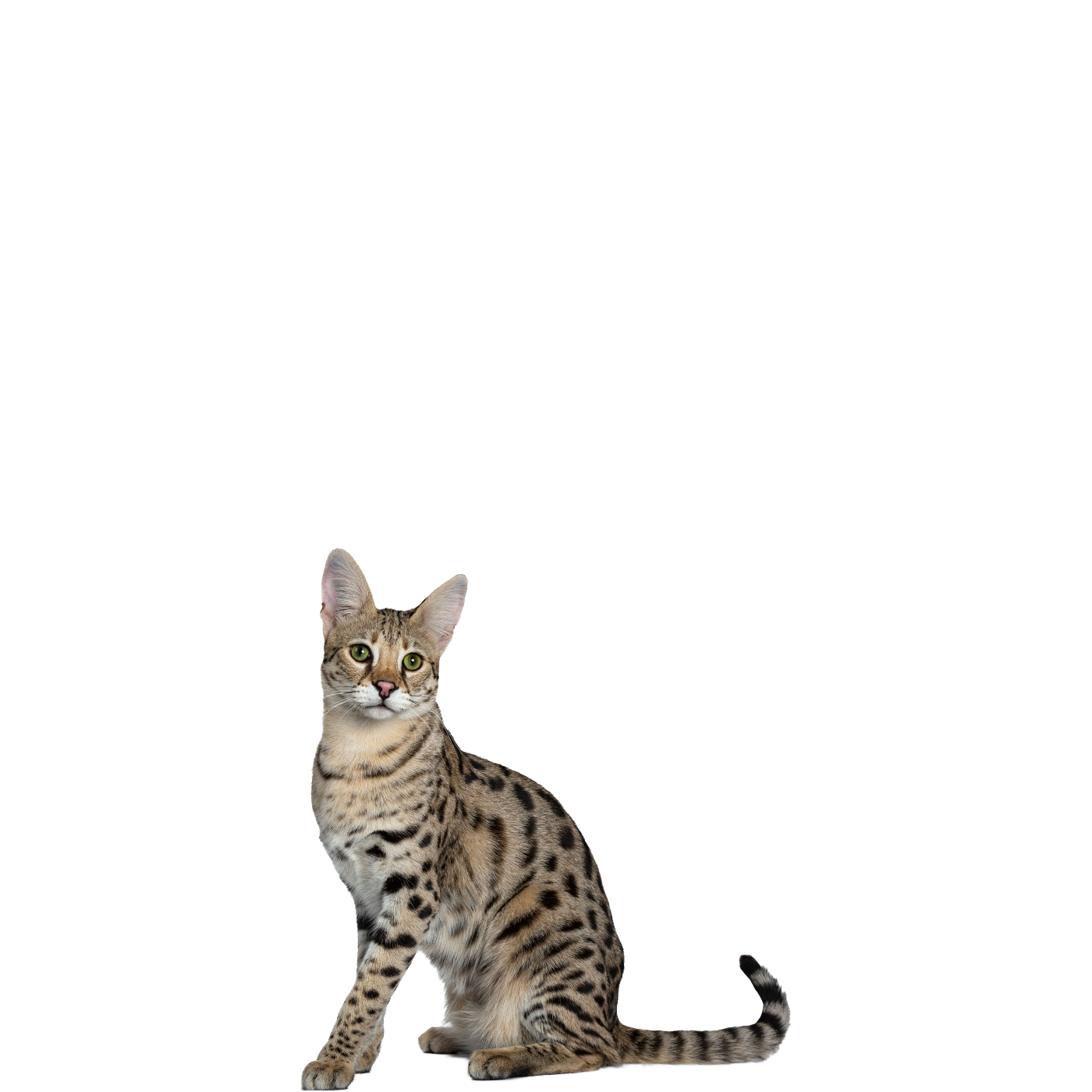 Bengal Cats Background PNG