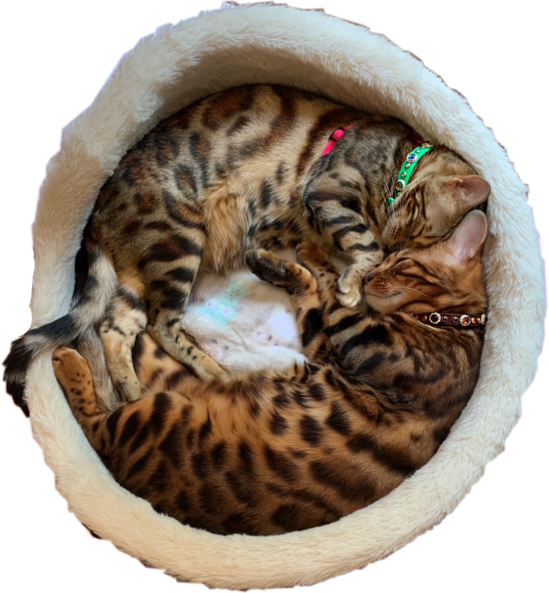 Bengal Cats Download Free PNG