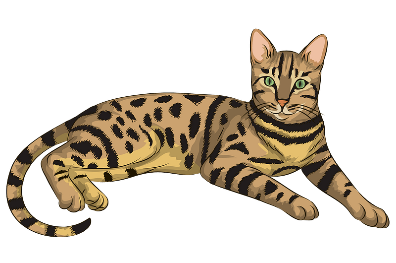 Bengal Cats PNG Background