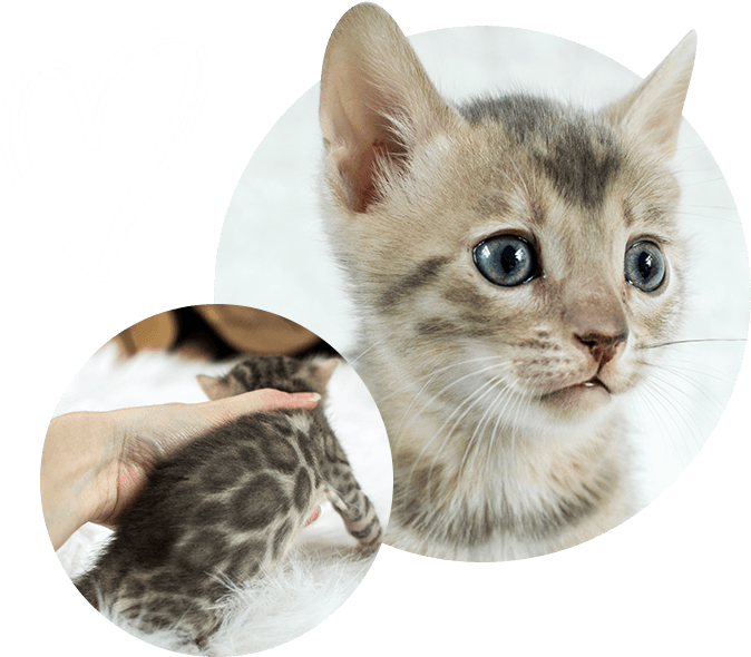 Bengal Cats PNG Clipart Background