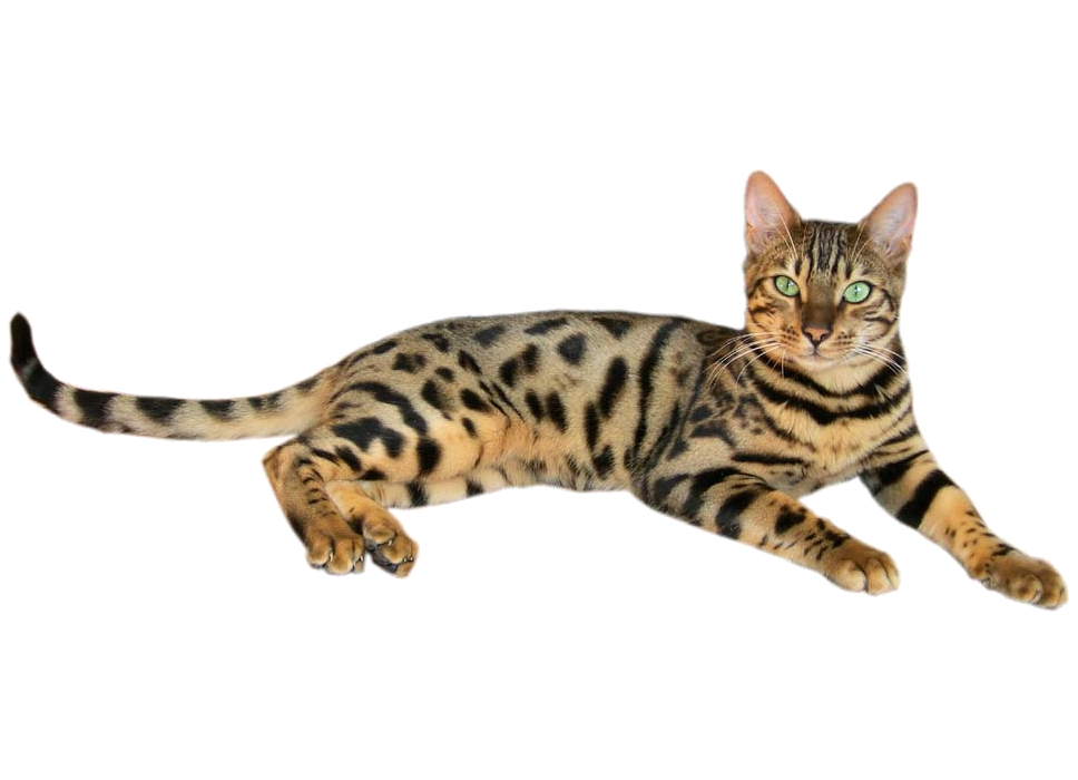 Bengal Cats PNG Images HD