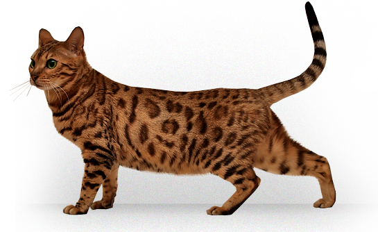 Bengal Cats Transparent Image