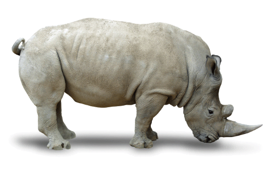 Black Rhinoceros Background PNG