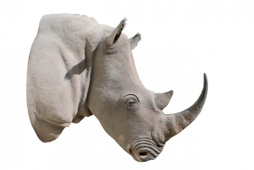Black Rhinoceros PNG Clipart Background