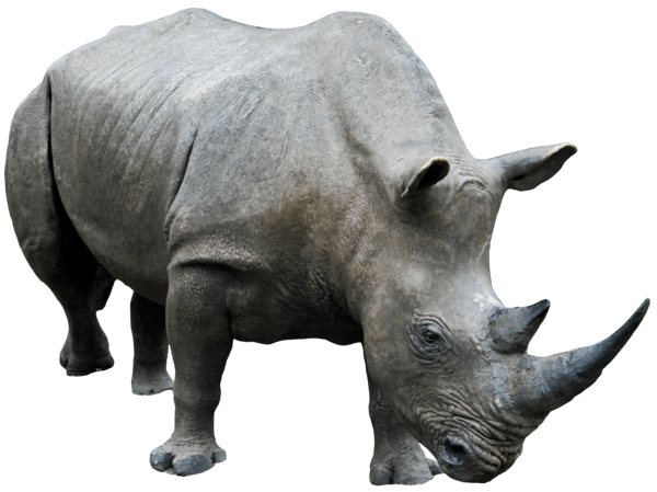 Black Rhinoceros Transparent Image
