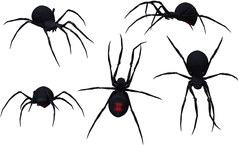 Black Widow Spiders Background PNG Image