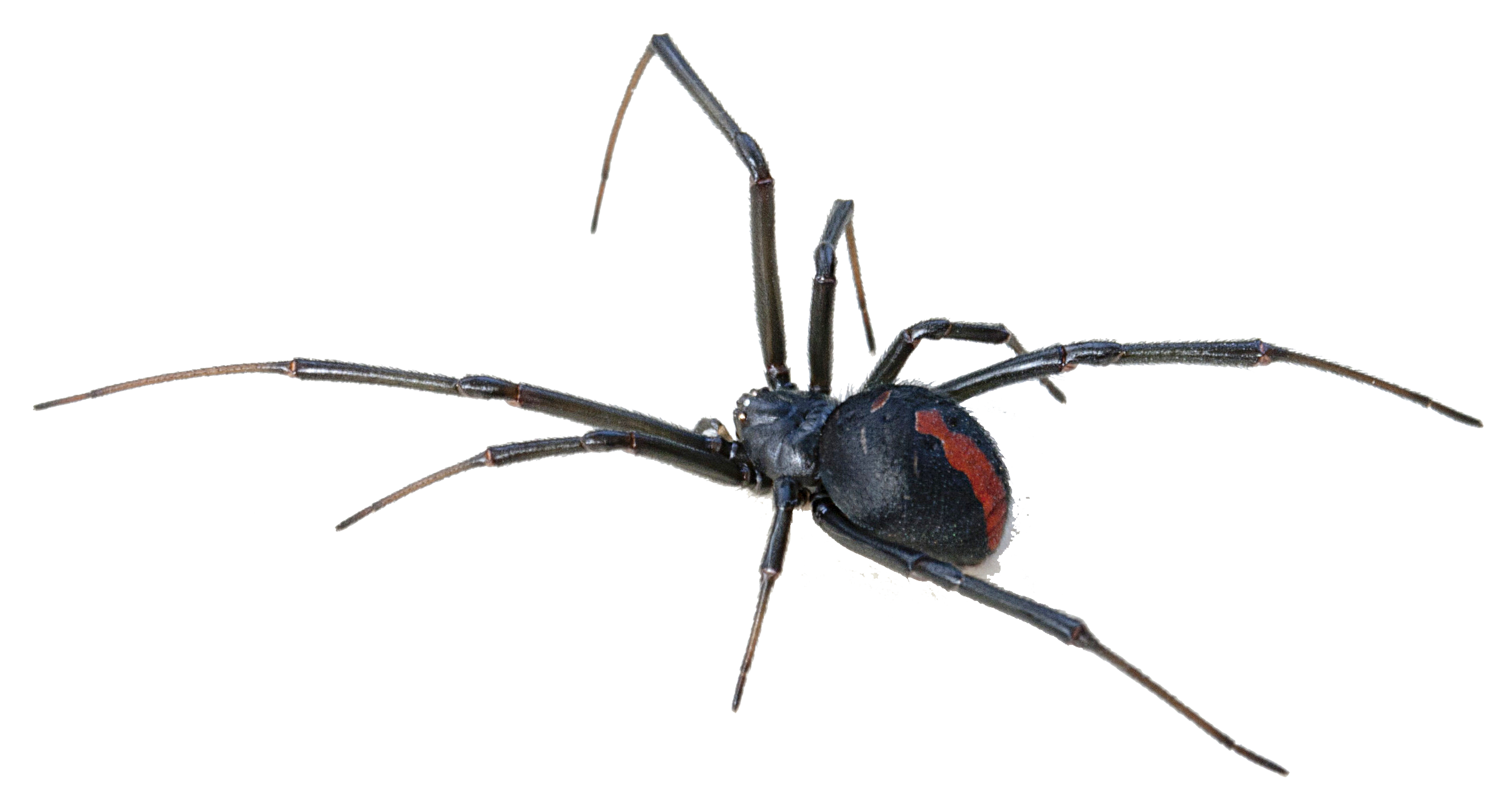 Black Widow Spiders Free PNG