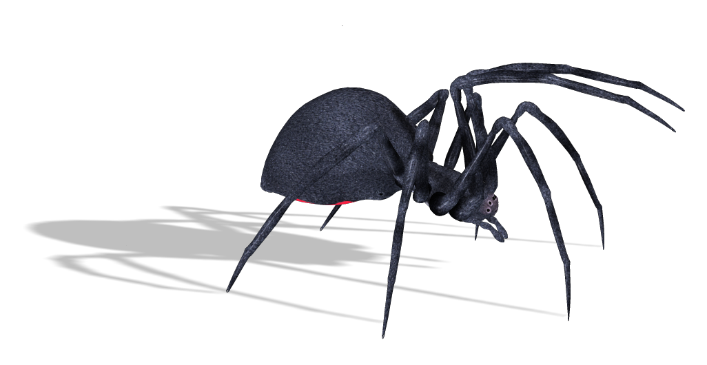 Black Widow Spiders No Background