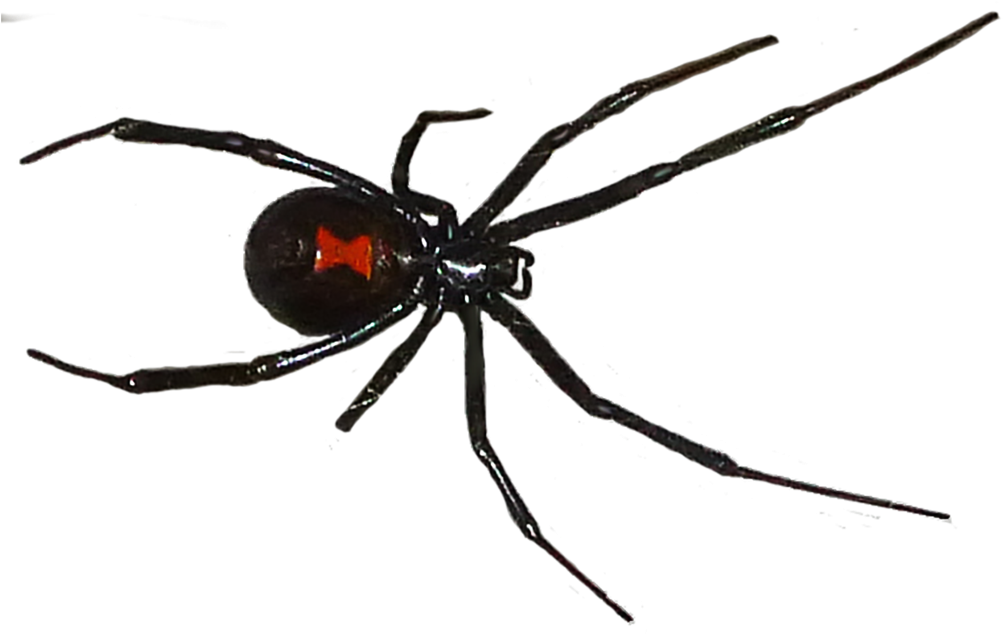 Black Widow Spiders PNG Free File Download