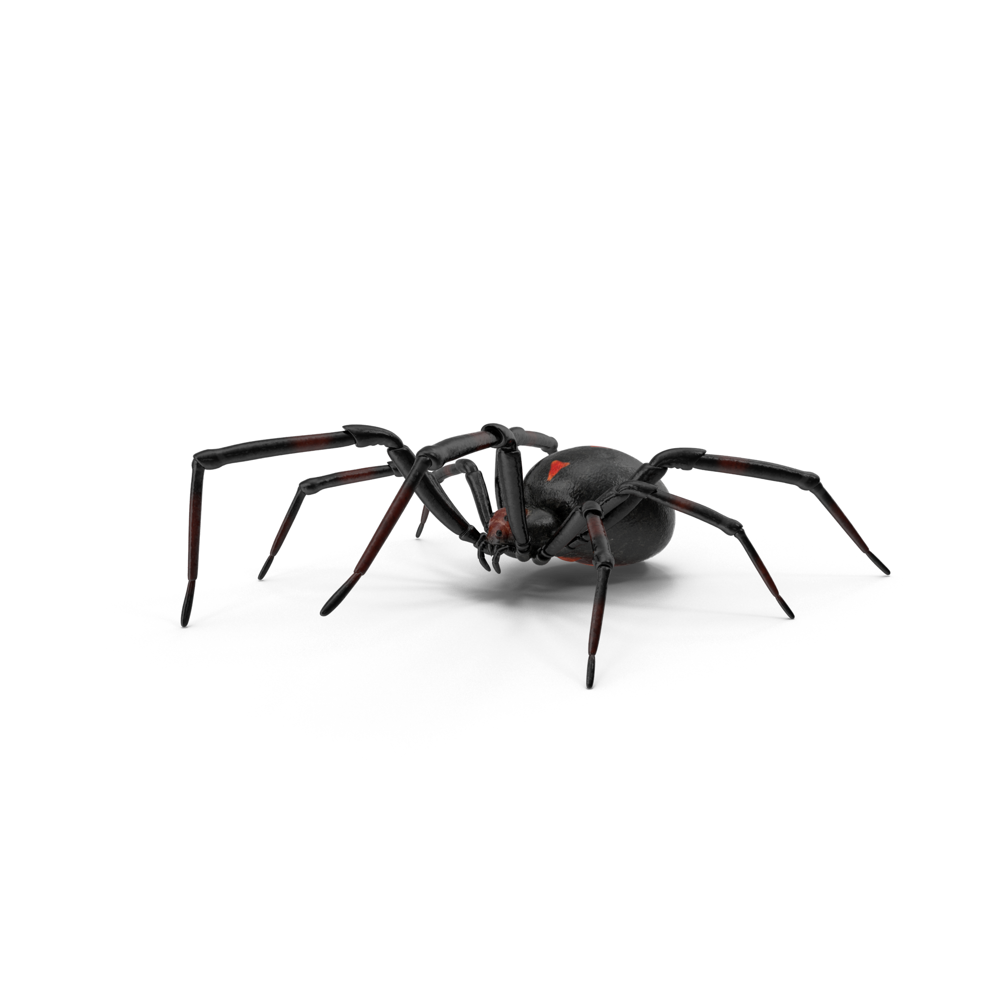 Black Widow Spiders PNG Photo Image