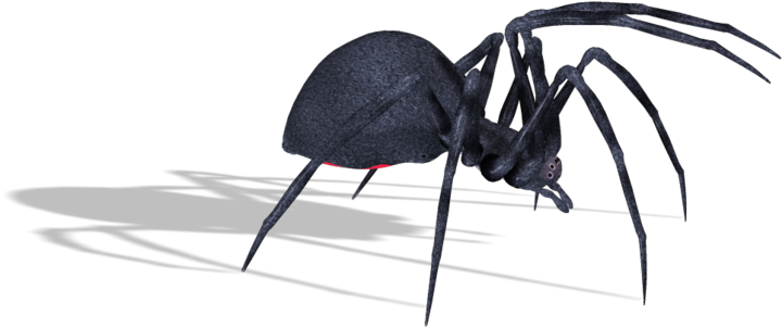 Black Widow Spiders Transparent Background