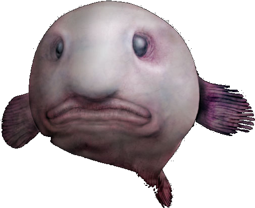 Blob Fish Background PNG Image