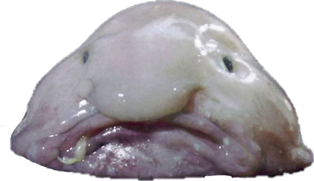 Blob Fish PNG Free File Download