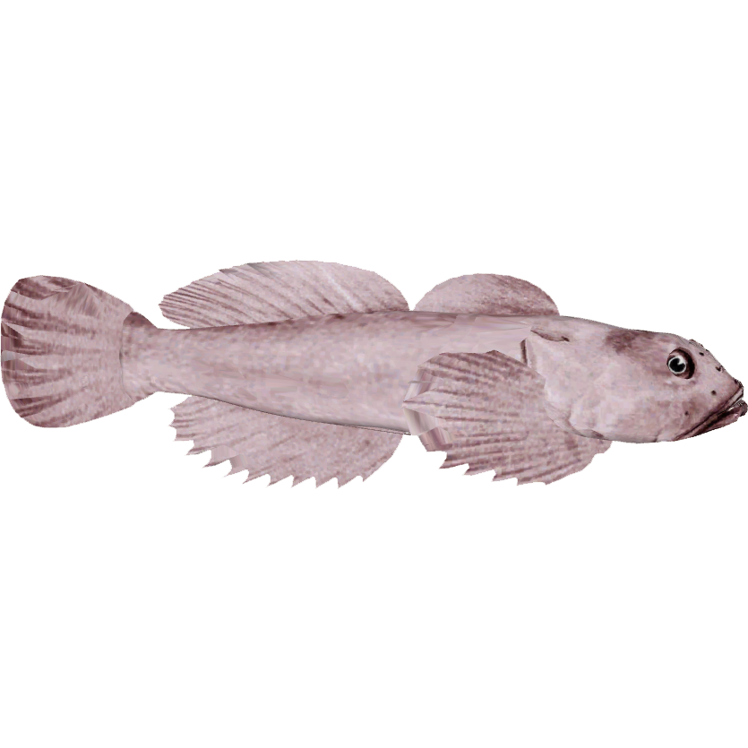 Blob Fish PNG Pic Background