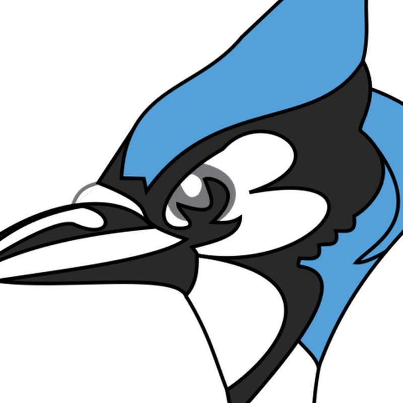 Blue Jay PNG Background