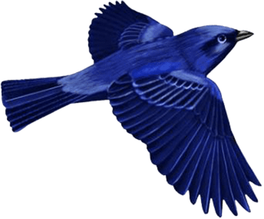 Bluebird Background PNG Image