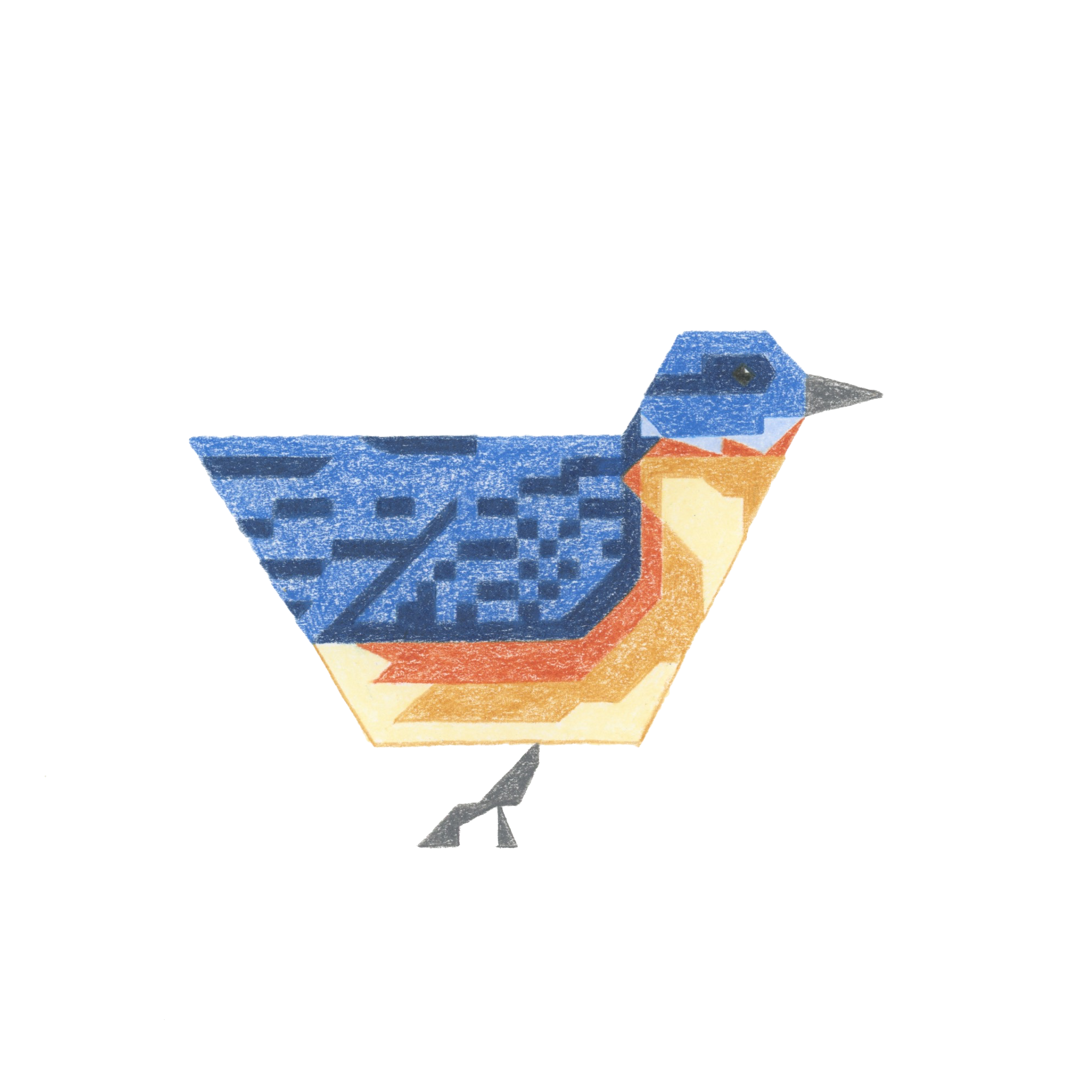 Bluebird PNG Background