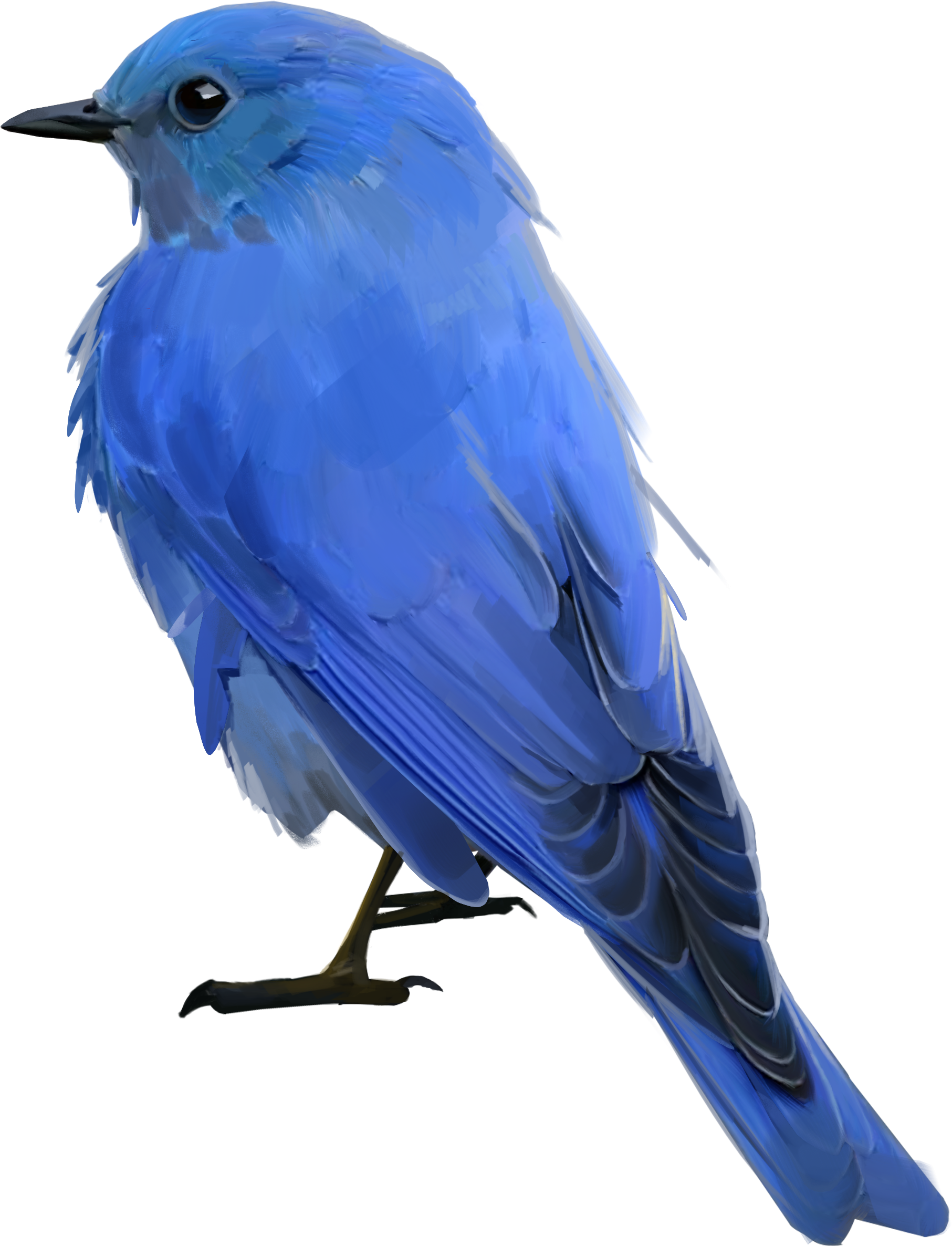Bluebird PNG Clipart Background