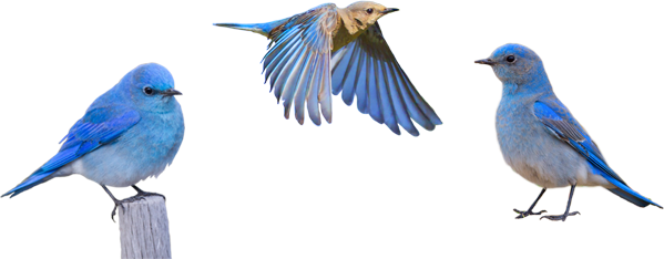 Bluebird PNG HD Quality