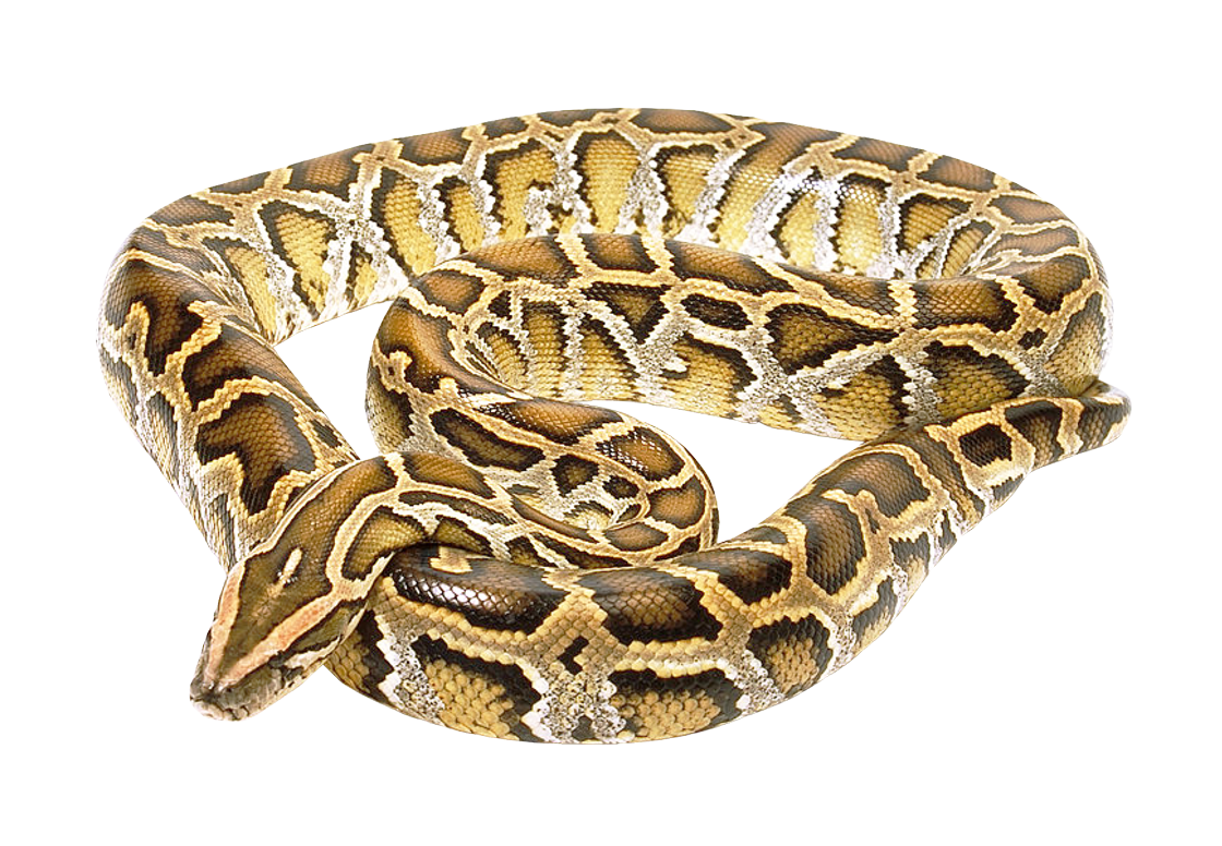 Boa Constrictor Download Free PNG