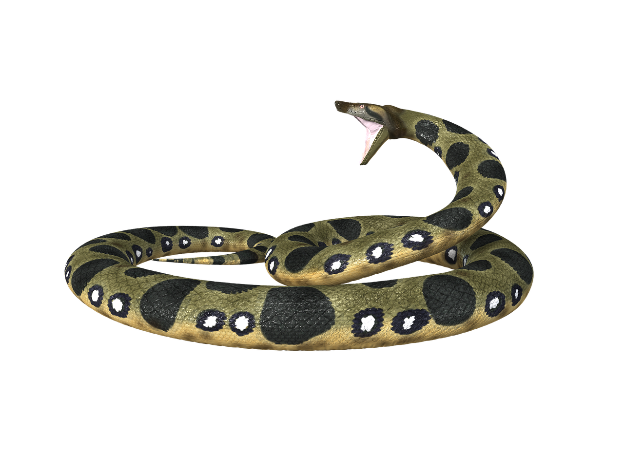 Boa Constrictor Free PNG