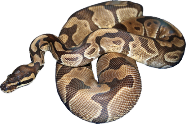 Boa Constrictor PNG Background