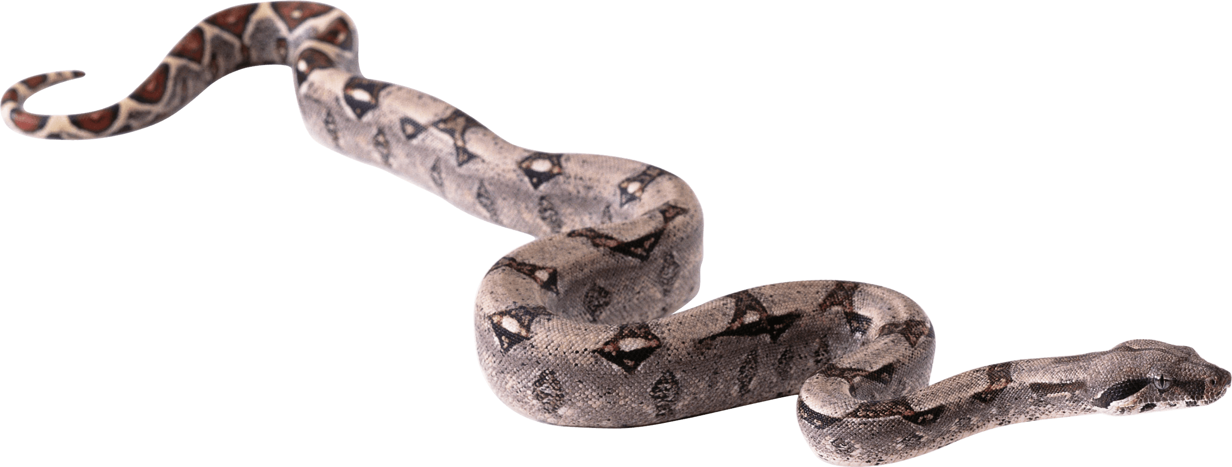Boa Constrictor PNG Clipart Background