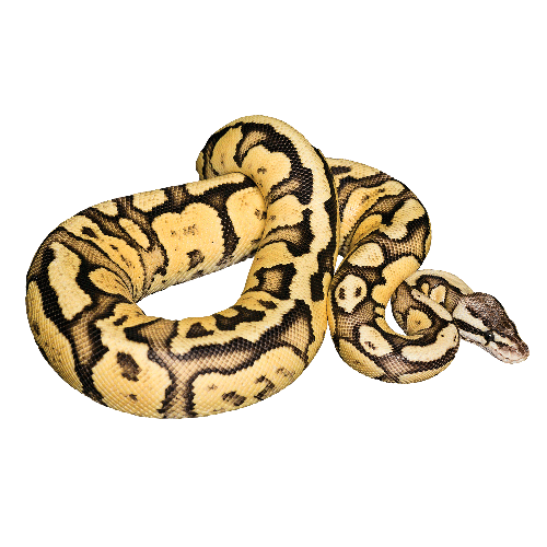 Boa Constrictor PNG Free File Download