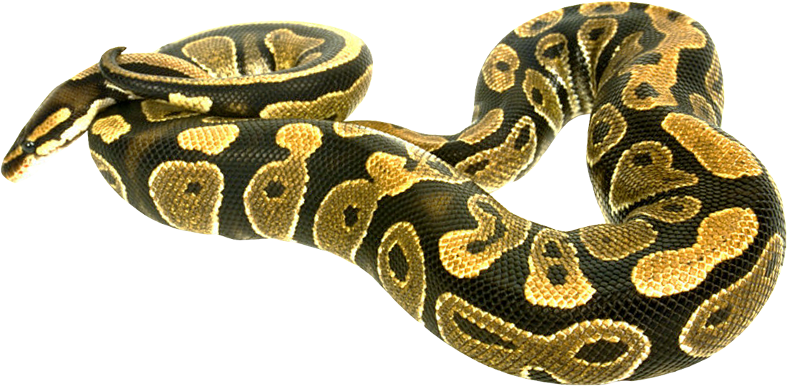 Boa Constrictor PNG HD Quality