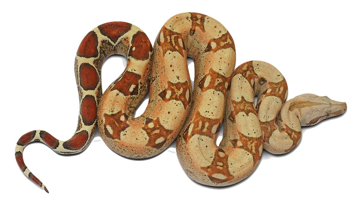 Boa Constrictor PNG Images HD
