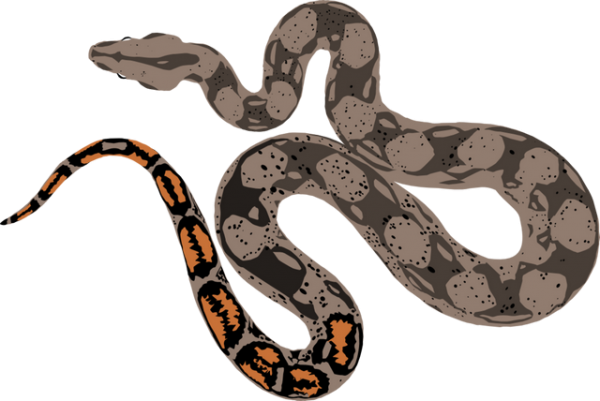 Boa Constrictor PNG Photo Image