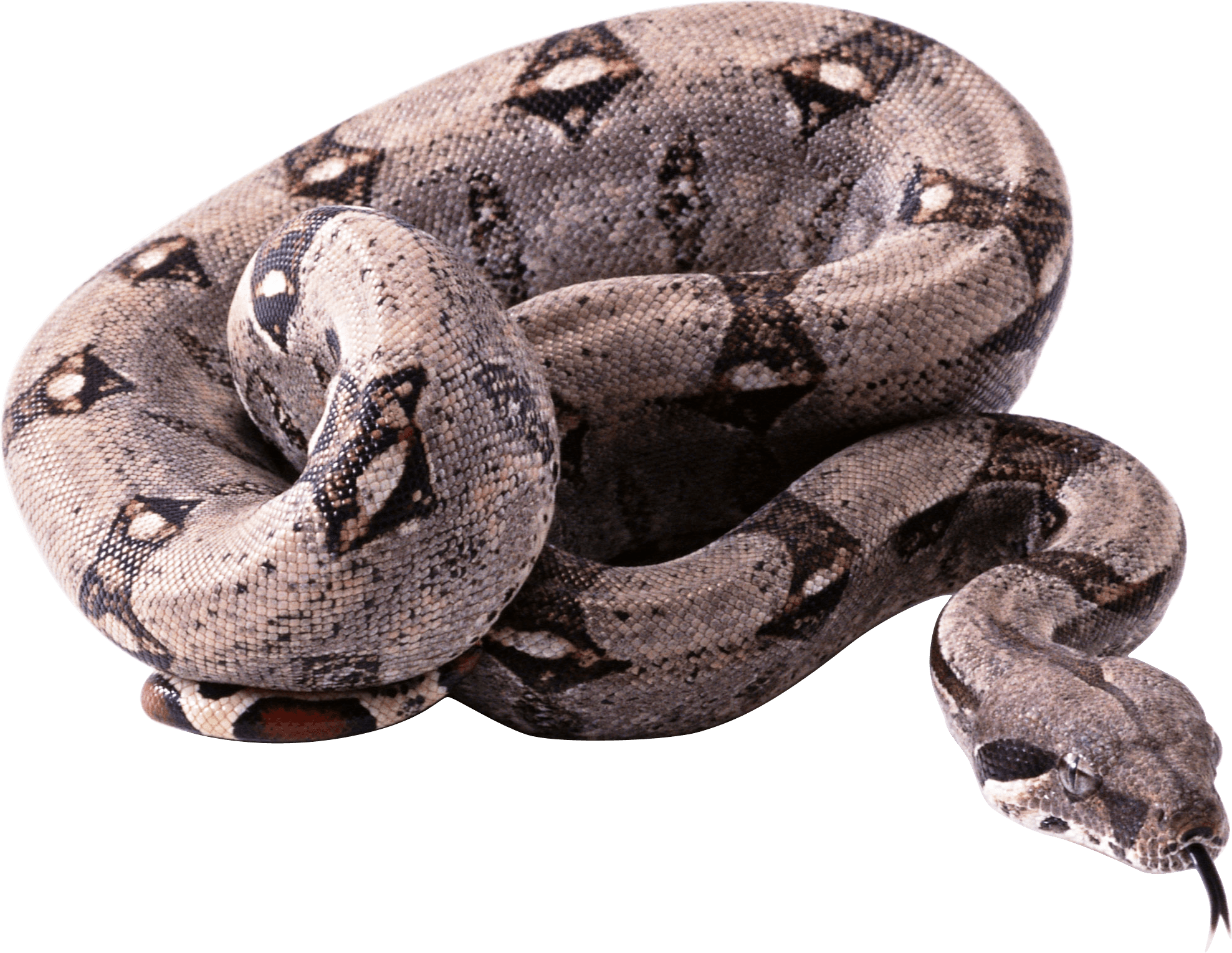 Boa Constrictor Transparent Background