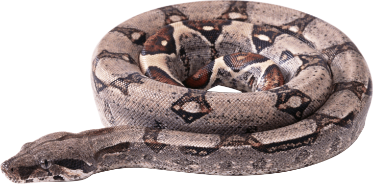 Boa Constrictor Transparent Free PNG