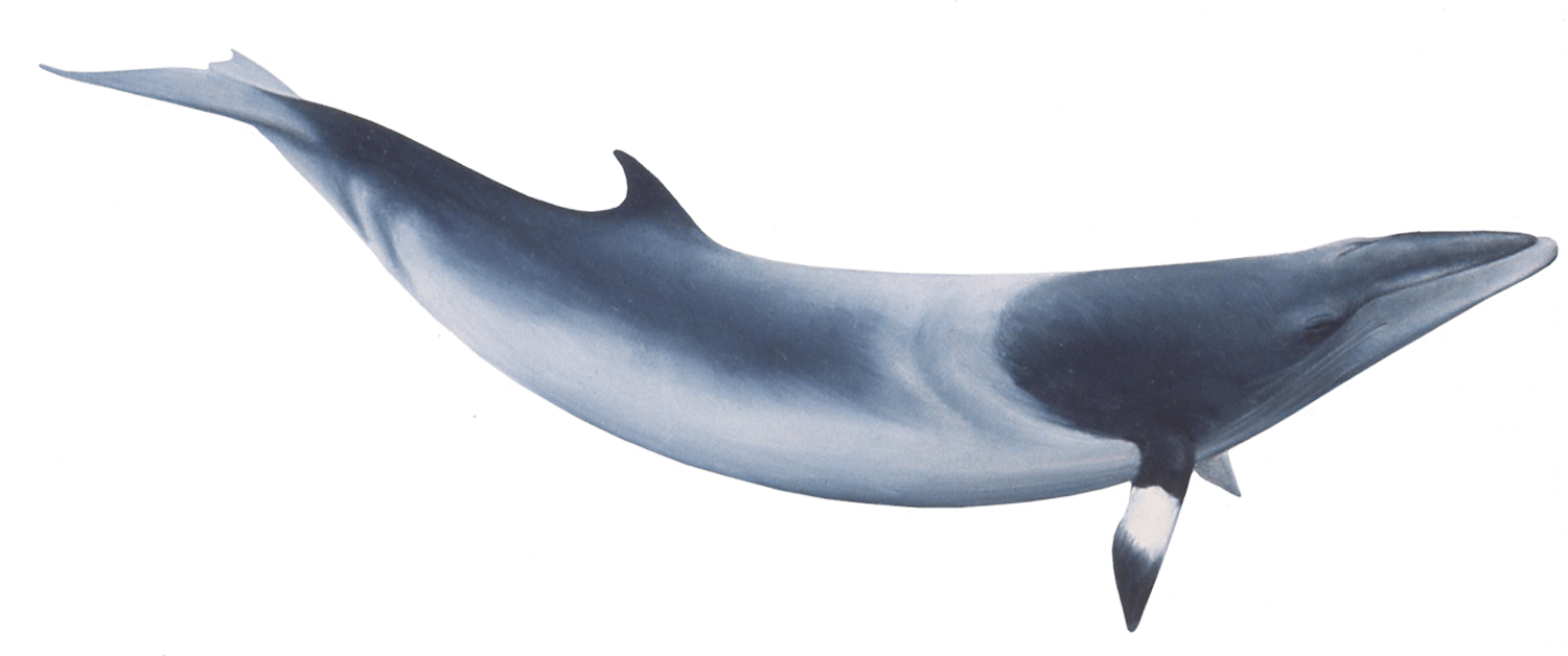 Bowhead Whales No Background
