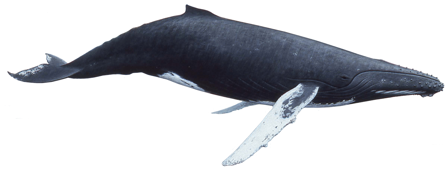 Bowhead Whales PNG Background